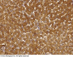 Sino Biological ORP150 / HYOU1 / HSP12A Antibody, Rabbit PAb, Antigen Affinity