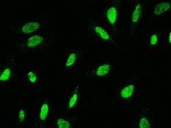 Sino Biological Anti-HSP90-beta / HSP90AB1 Antibody, Rabbit Polyclonal,