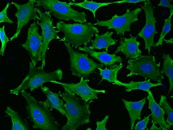 Sino Biological Hsp90 alpha Antibody, Rabbit PAb, Antigen Affinity Purified
