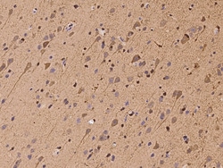 Sino Biological HSPA2 Antibody, Rabbit PAb, Antigen Affinity Purified 100µL,