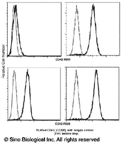Sino Biological N-Cadherin / CD325 / CDH2 Antibody, Rabbit MAb 100uL, Quantity: