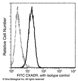 Sino Biological CXADR / CAR Antibody (FITC), Rabbit MAb 25Tests, Quantity: