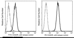 Sino Biological CXADR / CAR Antibody (PE), Rabbit MAb 25Tests, Quantity: