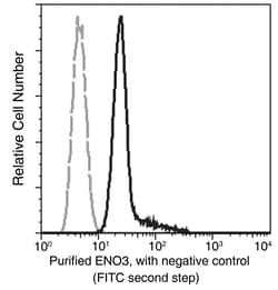 Sino Biological ENO3 / beta-enolase Antibody, Mouse MAb 100µL, Quantity: