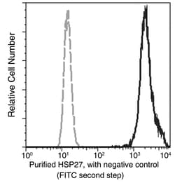 Sino Biological Recombinant Anti-Hsp27/HSPB1 Antibody, Rabbit Monoclonal,