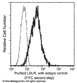 Sino Biological Recombinant Anti-LDLR/LDL Receptor Antibody, Rabbit Monoclonal,