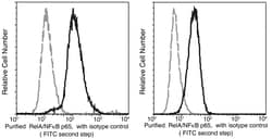 Sino Biological RELA / Transcription factor p65 / NFkB p65 Antibody, Mouse