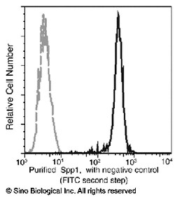 Sino Biological Recombinant Anti-Osteopontin/OPN Antibody, Rabbit Monoclonal,