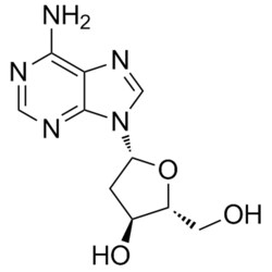 Medchemexpress LLC HY-W040329 100mg Medchemexpress, 2'-Deoxyadenosine CAS:958-09-8