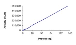 Sino Biological&nbsp;Recombinant Human IKK beta Protein (Full Length, GST Tag), Active