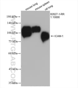 ICAM-1 Rabbit, anti-Mouse, Clone: 2E+23, Proteintech:Antibodies:Primary