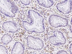 Sino Biological Anti-ICAM-1/CD54 Antibody, Mouse Monoclonal, Quantity: