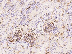 Sino Biological Anti-ICAM-1/CD54 Antibody, Rabbit Polyclonal, Quantity: