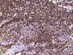 Sino Biological Anti-ICAM-3/CD50 Antibody, Mouse Monoclonal, Quantity: