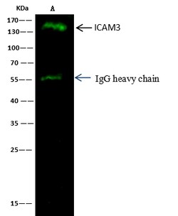 Sino Biological Anti-ICAM-3/CD50 Antibody, Rabbit Polyclonal, Quantity: