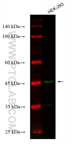 IDH2 Mouse, anti-Human, CoraLite Plus 488, Clone: 1F10A10, Proteintech:Anticuerpos:Anticuerpos