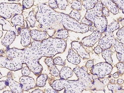 Sino Biological IFNGR1 Antibody, Rabbit PAb, Antigen Affinity Purified