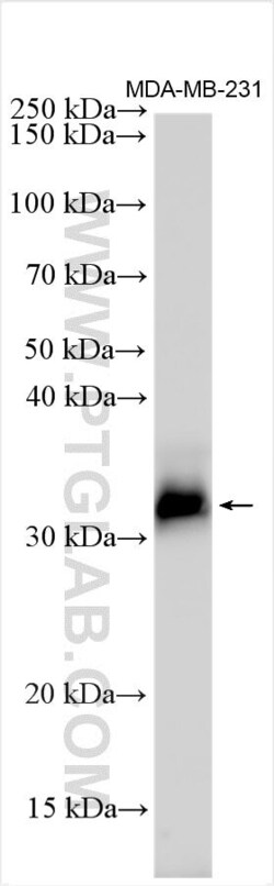 IGFBP4 Rabbit, anti-Human, Polyclonal, Proteintech Quantity: 20 &mu;L:Antibodies