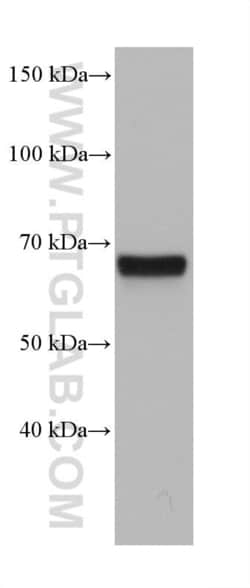 HELIOS Mouse, anti-Human, Clone: 1F1F10, Proteintech Quantity: 20 &mu;L:Antibodies