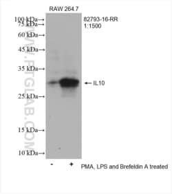 IL-10 Rabbit, anti-Rat, Clone: 1A4, Proteintech:Antibodies:Primary Antibodies