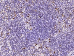 Sino Biological IL-18 Antibody, Rabbit PAb, Antigen Affinity Purified 100µL,