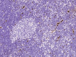 Sino Biological Anti-IL-33 Antibody, Mouse Monoclonal, Quantity: Each of