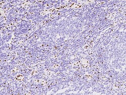 Sino Biological Anti-IL-33 Antibody, Mouse Monoclonal, Quantity: Each of