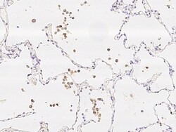 Sino Biological Anti-IL-1 beta Antibody, Mouse Monoclonal, Quantity: Each