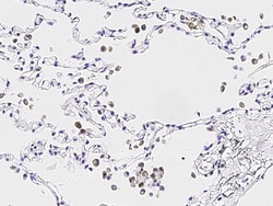 Sino Biological Recombinant Anti-IL-36 gamma/IL-1 F9 Antibody, Rabbit Monoclonal,