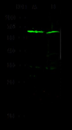 Sino Biological Anti-IL1RAP/IL-1RAcP Antibody, Rabbit Polyclonal, Quantity: