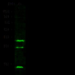 Sino Biological IL-32 alpha / IL32A Antibody, Mouse MAb 100uL, Quantity: