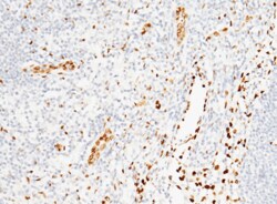 Sino Biological Anti-IL-33 Antibody, Mouse Monoclonal, Quantity: Each of