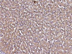 Sino Biological Anti-IL-6 Antibody, Mouse Monoclonal, Quantity: Each of