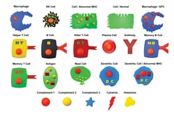 United Scientific Immune System Education Kit Biology:Education Supplies,