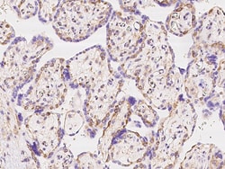 Sino Biological IMPDH2 Antibody, Rabbit PAb, Antigen Affinity Purified