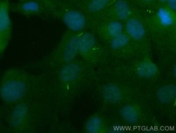 INPP5E Rabbit, anti-Human, CoraLite Plus 488, Polyclonal, Proteintech:Antibodies:Primary
