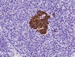 Sino Biological Anti-Insulin Antibody, Rabbit Polyclonal, Quantity: Each