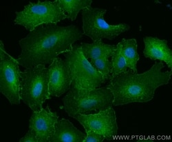 IQGAP1 Rabbit, anti-Human, CoraLite Plus 488, Polyclonal, Proteintech Quantity: