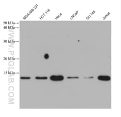 ISG15 Mouse, anti-Human, Clone: 3G9A2, Proteintech Quantity: 150 &mu;L:Antibodies
