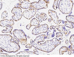Sino Biological Anti-Integrin beta 4 Antibody, Rabbit Polyclonal, Quantity: