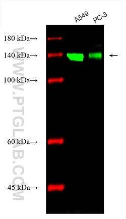Integrin Alpha 3 Mouse, anti-Human, CoraLite Plus 488, Clone: 3F9G4, Proteintech:Antibodies:Primary