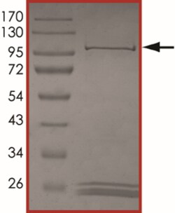 Sino Biological&nbsp;Recombinant Human JAK1 Protein (E966V, GST Tag)