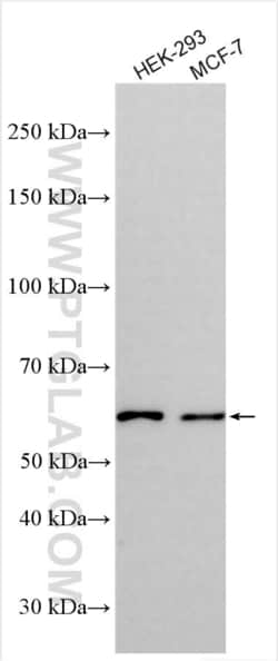 KCNV2 Rabbit, anti-Human, Polyclonal, Proteintech:Antibodies:Primary Antibodies