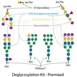 QA Bio Inc&nbsp;QA-Bio, Inc. • Enzymatic DeGlycoMx Deglycosylation Kit • 20 µls