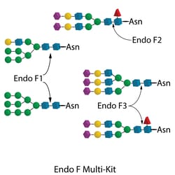 QA Bio Inc QA-Bio, Inc. • Endo F Multi-Kit Glycan Deglycosylation Kit •