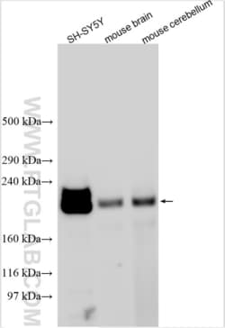 KIF1A Rabbit, anti-Human, Polyclonal, Proteintech