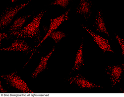 Sino Biological Anti-KLF5 Antibody, Rabbit Polyclonal, Quantity: Each of