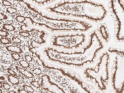 Sino Biological Anti-KLF7 Antibody, Rabbit Polyclonal, Quantity: Each of
