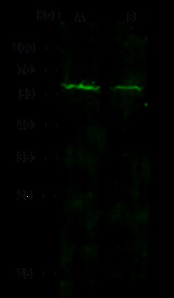 Sino Biological Anti-RAF1/c-Raf Antibody, Rabbit Polyclonal, Quantity: