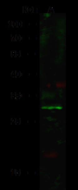Sino Biological Anti-RND3 Antibody, Rabbit Polyclonal, Quantity: Each of